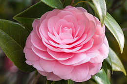 粉色山茶花花朵