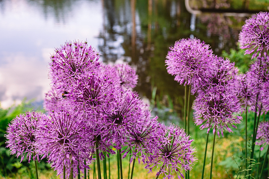紫色韭菜花开花