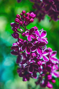 一簇紫色丁香花