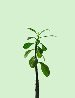 绿色新枝嫩芽