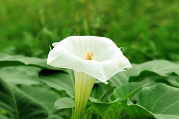 纯白色喇叭花