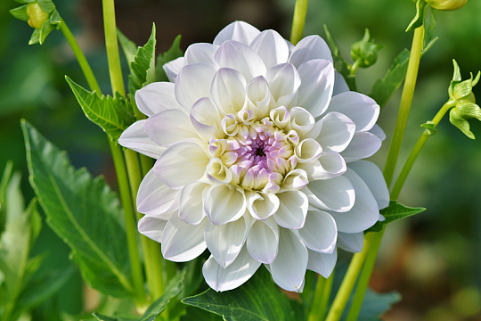 白色大丽花开放花朵