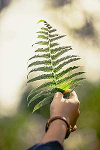 手持蕨类植物