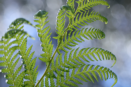 蕨类绿色叶子植物
