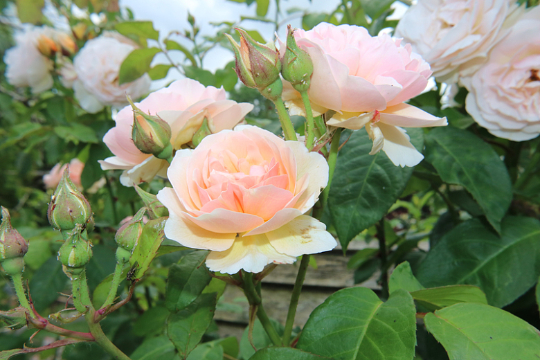 花园盛开玫瑰花朵