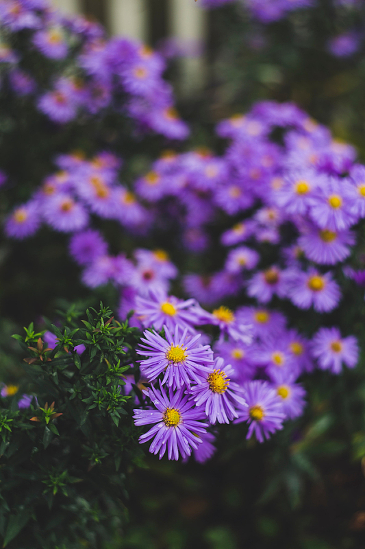 紫色小雏菊