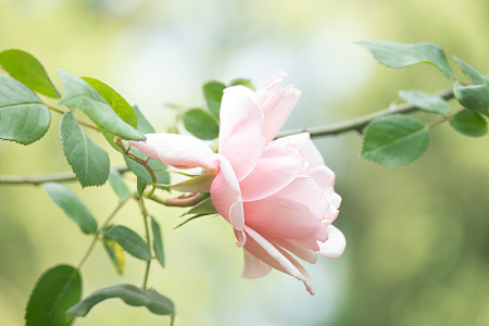 实拍玫瑰花藤