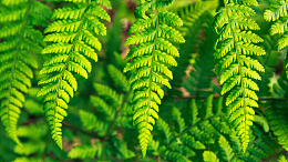 清新绿色蕨类植物