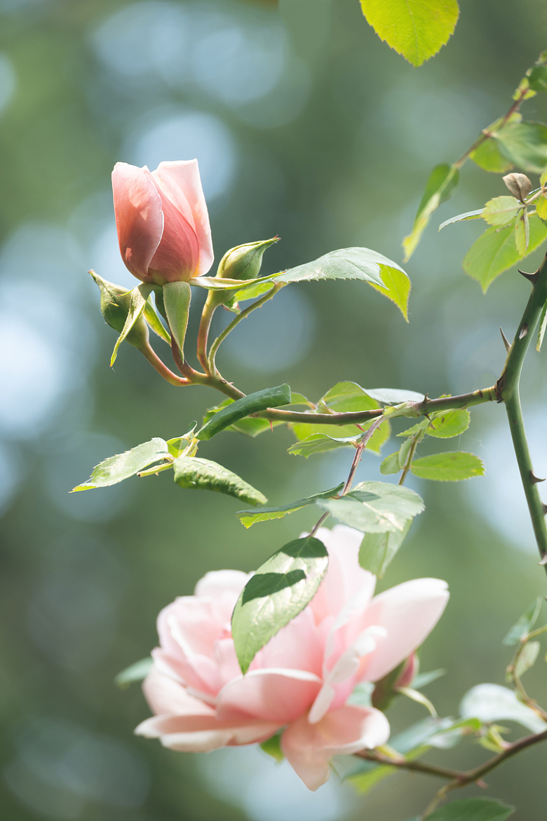 粉色淡雅野玫瑰花