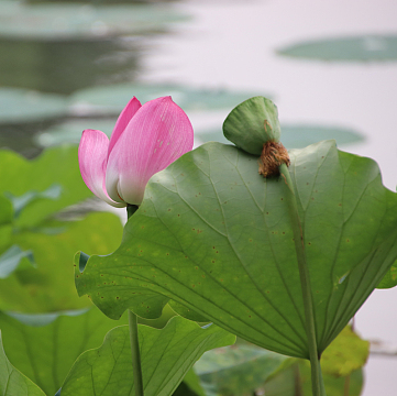 夏日菡萏花开