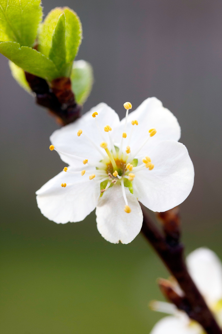 白色梅花盛开