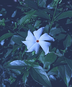 白色野生茉莉花