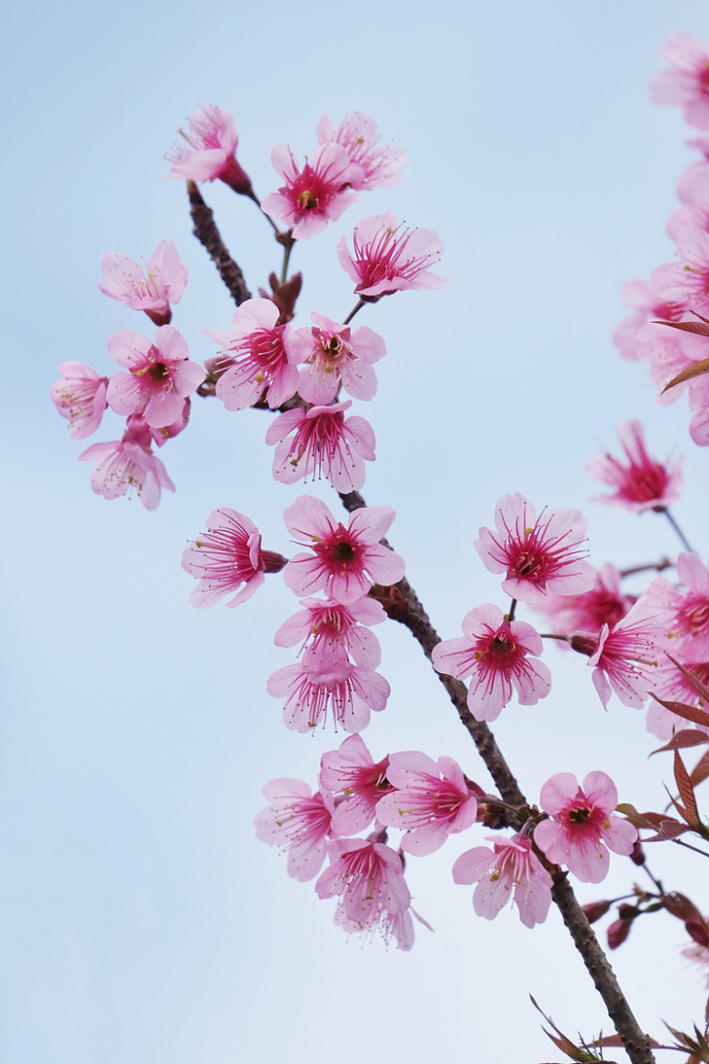 春天粉色樱花盛开