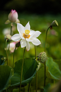 夏日白色莲花盛开