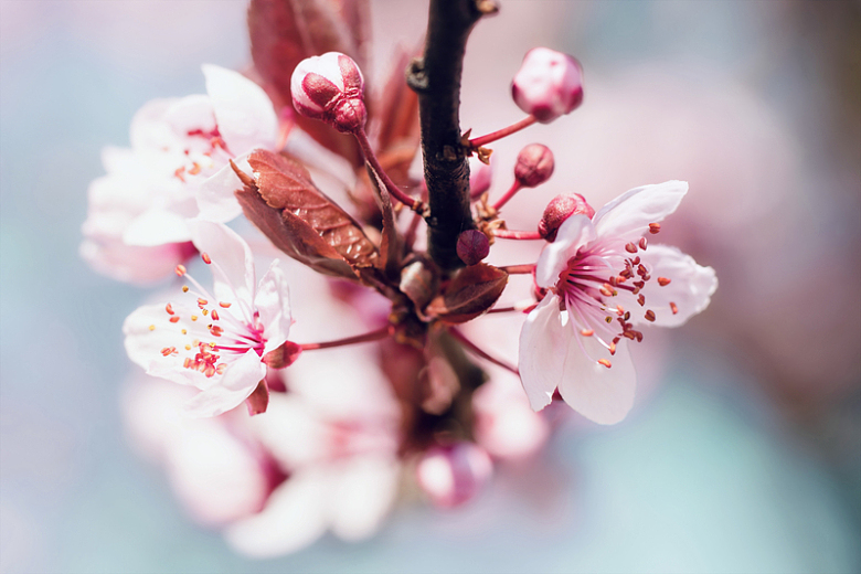春天粉色樱花盛开微距
