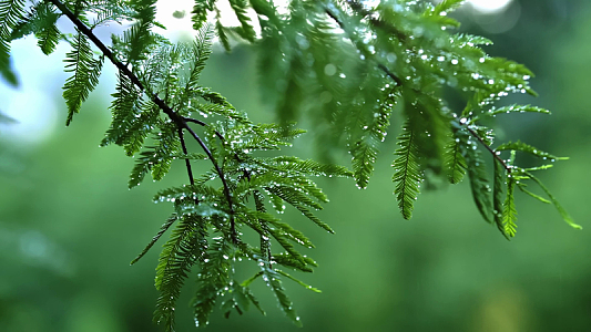 雨后树叶水滴特写