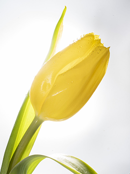 黄色郁金香花苞