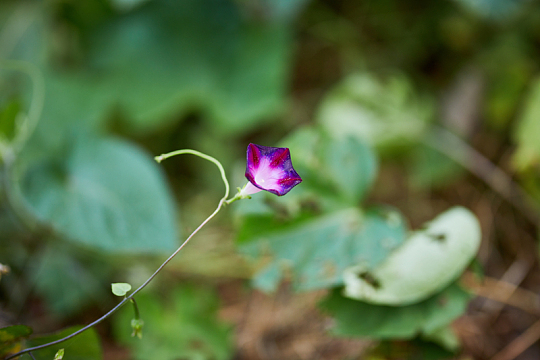 紫色矮牵牛花