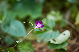 紫色矮牵牛花