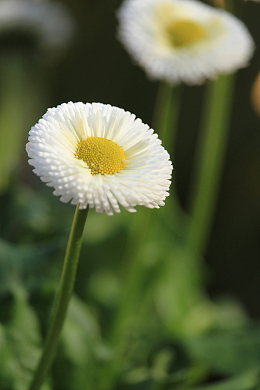 野生白晶菊