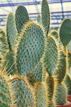 沙漠热带植物仙人掌