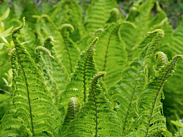 春天绿色野生蕨类植物