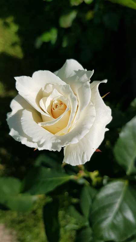 微距特写白色玫瑰花盛开