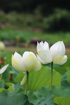 夏日白色莲花