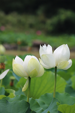 夏日白色莲花