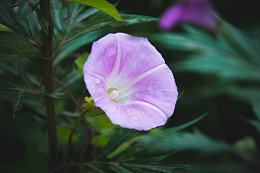 雨后紫色牵牛花