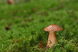 绿色草地野生蘑菇
