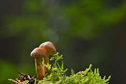 野生硬柄小皮伞蘑菇