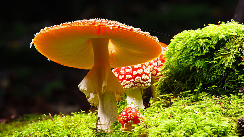绿色苔藓红蘑菇