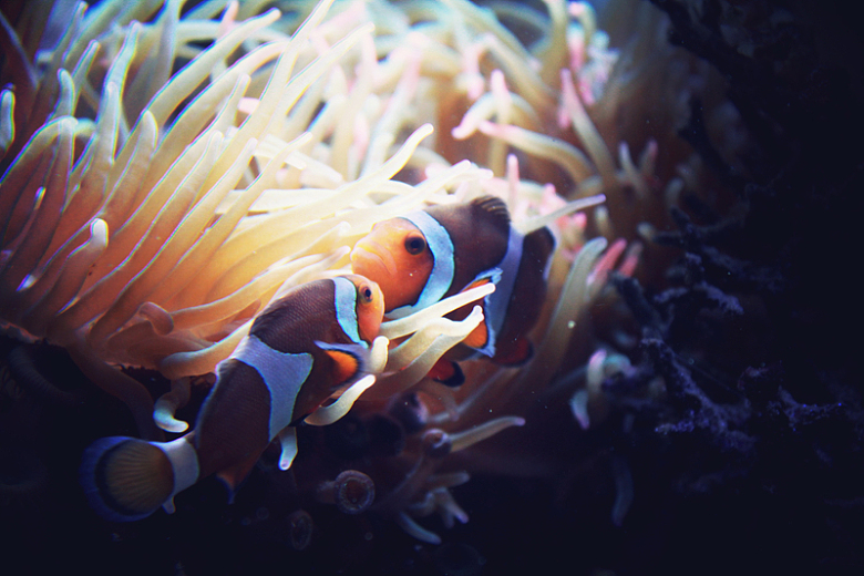 珊瑚丛小丑鱼
