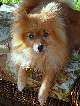 宠物狗博美犬
