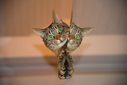 萌萌小猫