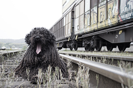 黑色葡萄牙水犬