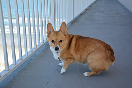 纯种柯基犬
