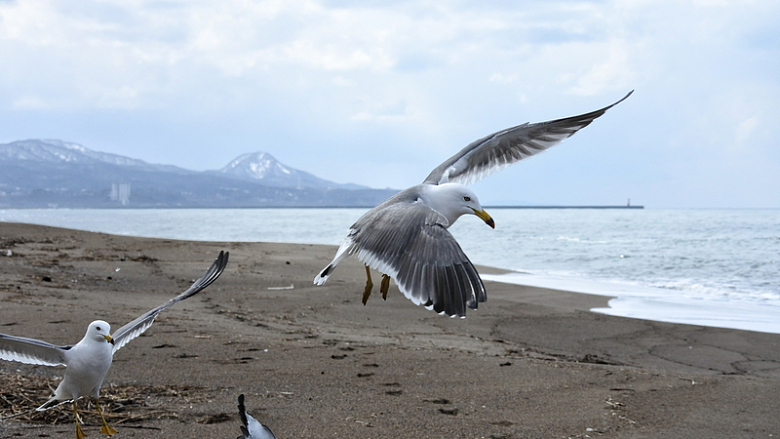 海滩海鸥飞翔
