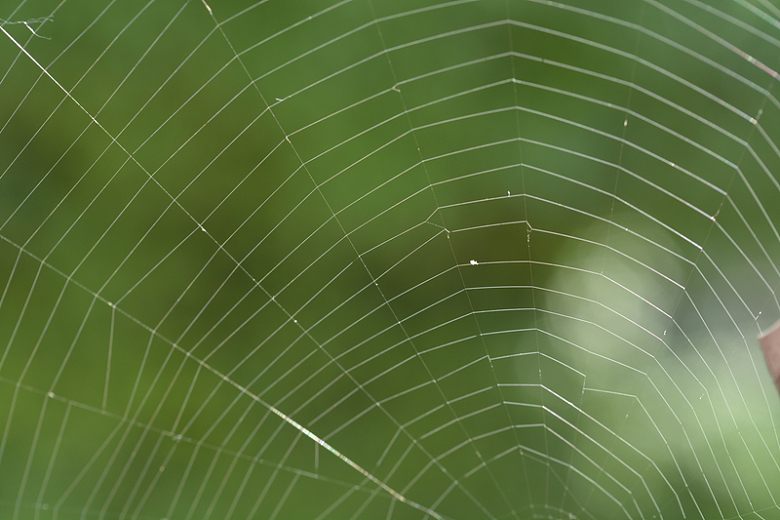美丽蜘蛛网