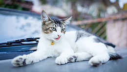 漂亮白色猫