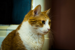 可爱英国短毛猫