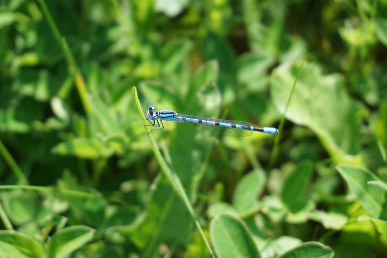 蓝色小蜻蜓