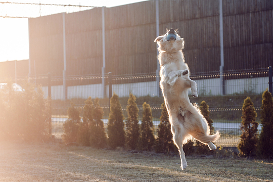 金毛猎犬高跳