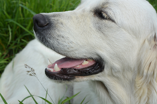高清白色金毛犬