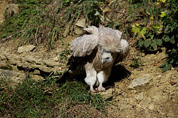 野生兀鹫