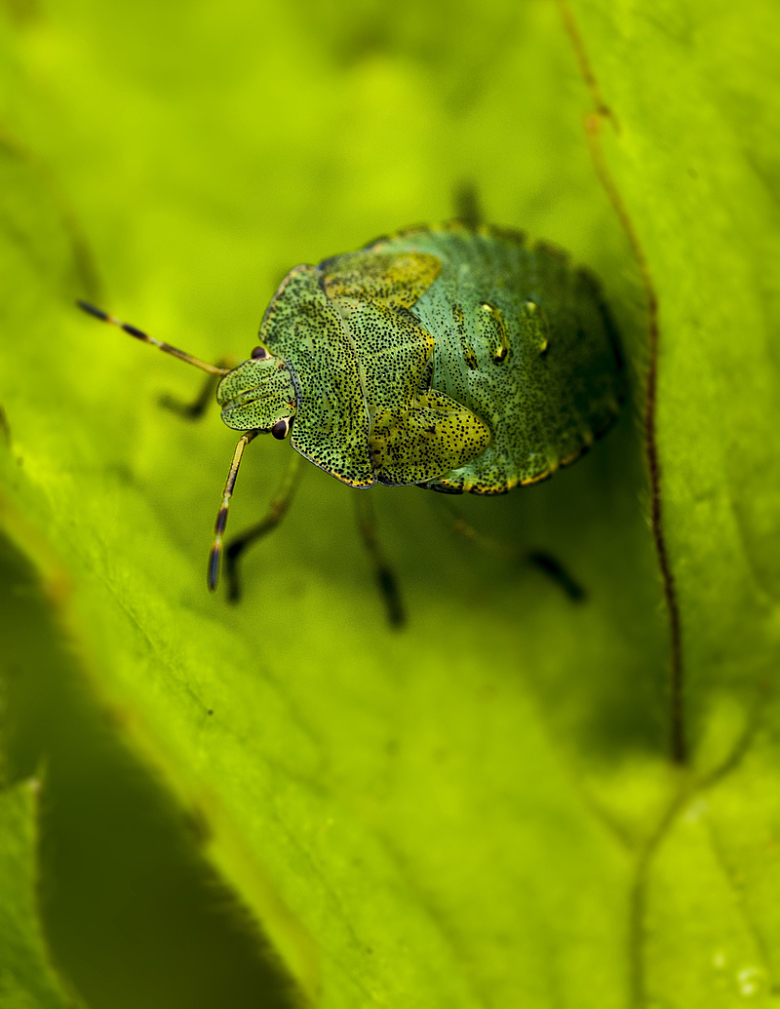 绿色甲壳昆虫