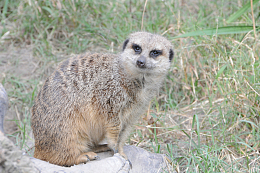 野生猫鼬可爱