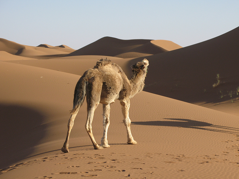 沙漠中行走骆驼