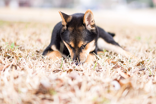 草地狼犬